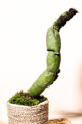 Hoya imbricata